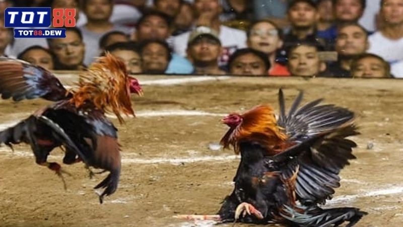 Khám phá kinh nghiệm chọn kê chiến bất bại cho mọi sư kê