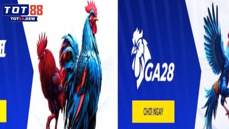 Những loại hình chọi kê hấp dẫn không thể bỏ lỡ khi giải trí